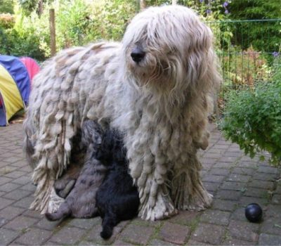 Bergamasco, herding dog, Italy, dog, purebred dog