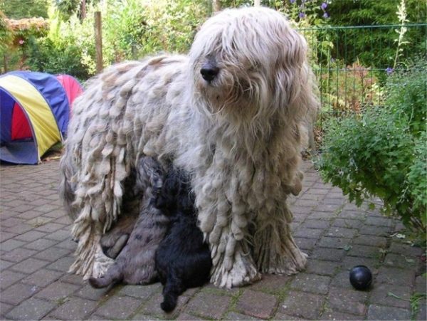 Bergamasco, herding dog, Italy, dog, purebred dog