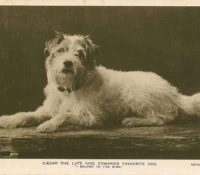 Edward VII, Caesar, Wire Fox Terrier, 