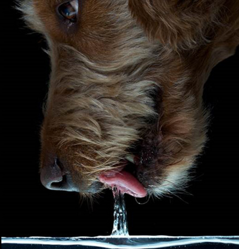 Dogs purebeed dogs, drinking water