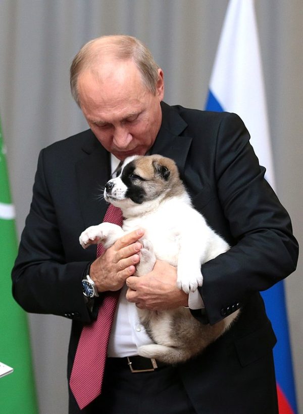Central Asian Shepherd Dog, Vladimir Putin, Verny"