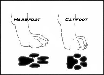 feet,cat feet,paws,