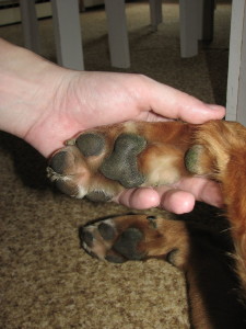 paw webbed dog feet vs non webbed