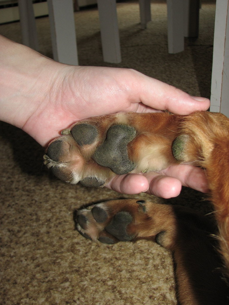 Do Dogs Have Webbed Paws
