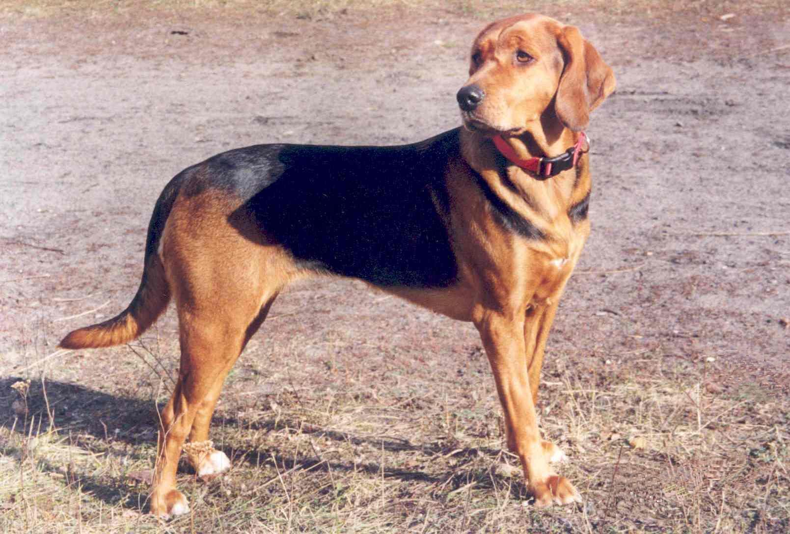 dogs, purebred dogs, name this breed