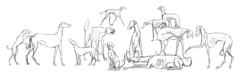 azawakh, sighthound, purebred dog, dog