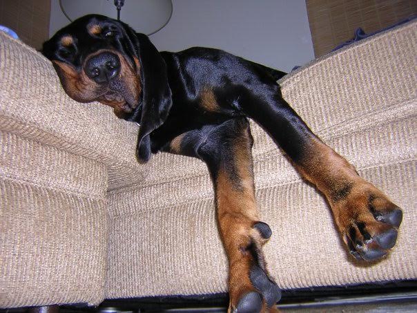 Black & Tan Coonhound, Monday,dog, hound, purebred dog, dogs