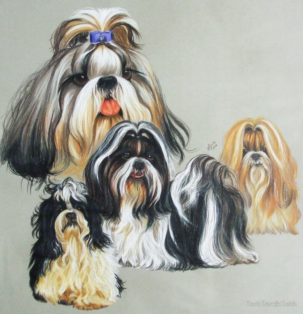 bloused topknot, grooming, shih tzu, dogs, purebred dog
