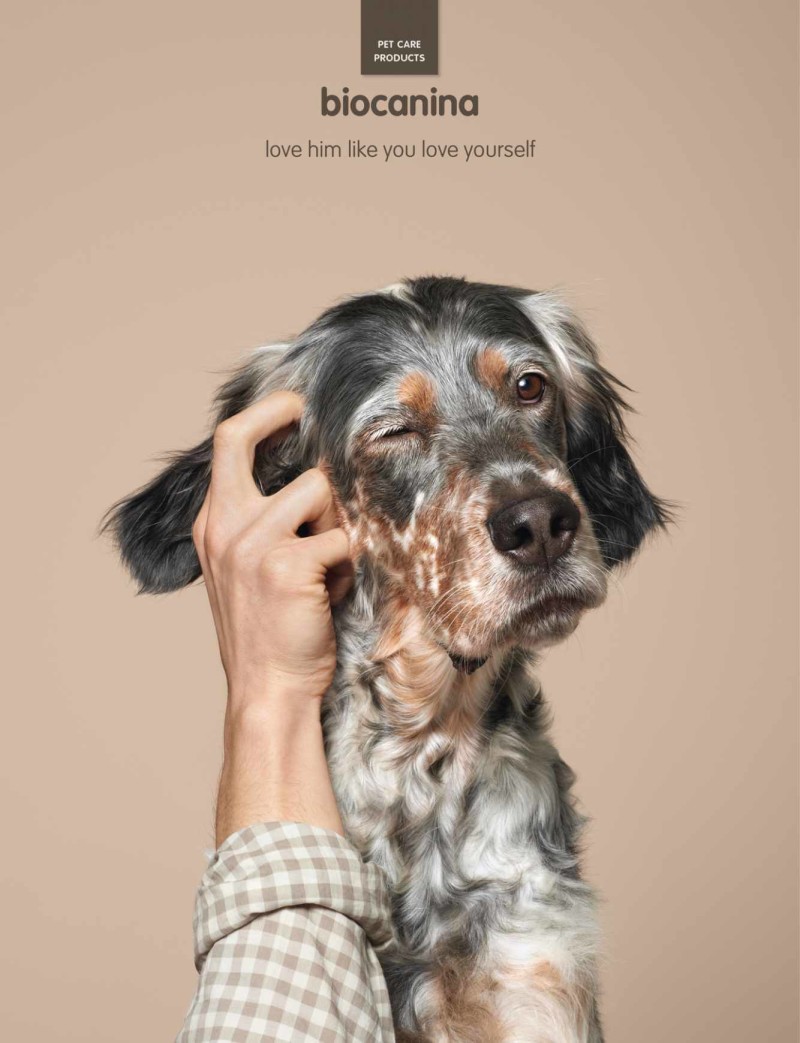 dogs, purebred dogs, advertising