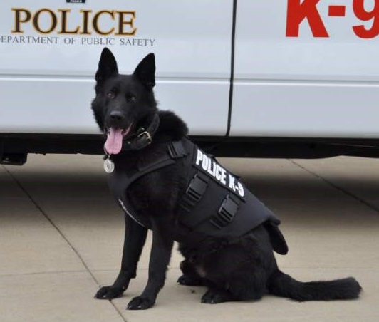 German Shepherd Dog,AKC Canine Officer Program, military dog, war dog, purebred dog, dogs,K9