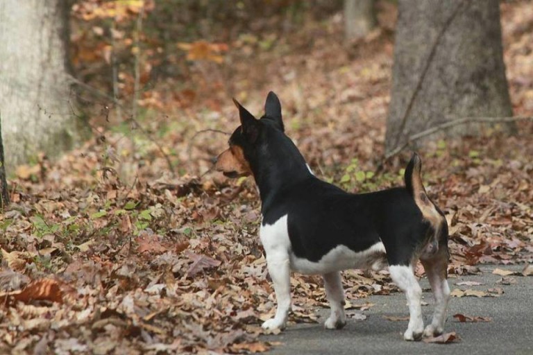 Teddy Roosevelt Terrier: All American Dog