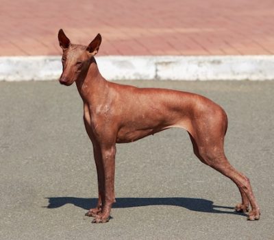 Peruvian Inca Orchid, PIO, Peruvian Hairless Dog, copper coat, copper skin, AKC color code 535, AKC color registration, rare breed, ancient Peruvian breed