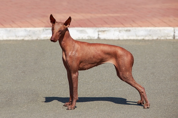 Peruvian Inca Orchid, PIO, Peruvian Hairless Dog, copper coat, copper skin, AKC color code 535, AKC color registration, rare breed, ancient Peruvian breed