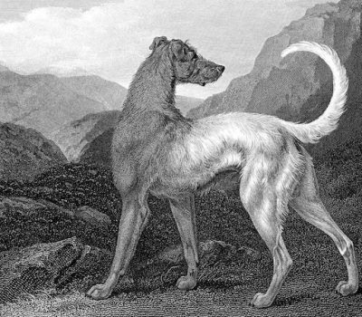 irish wolfhound,big dog of ireland,ireland,irish,hound,dog,purebred dog