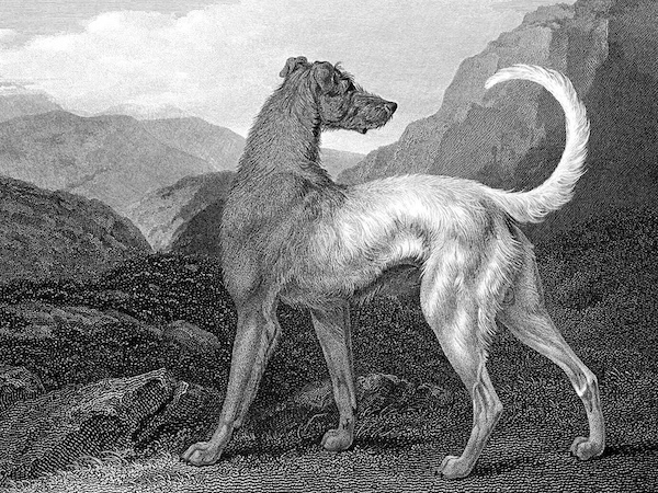 irish wolfhound,big dog of ireland,ireland,irish,hound,dog,purebred dog