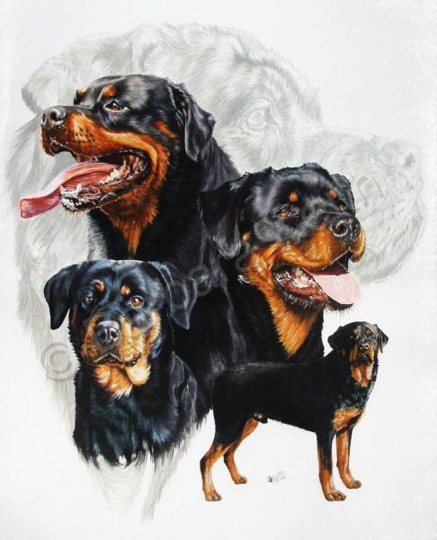conservation dog,herding dog,military dog,Purebred Dog,Rottweiler
