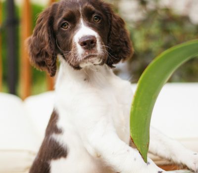 Velcro, Springer Spaniel, George de Mestral