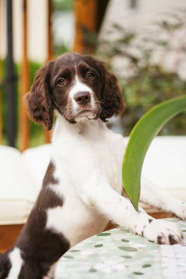 Velcro, Springer Spaniel, George de Mestral