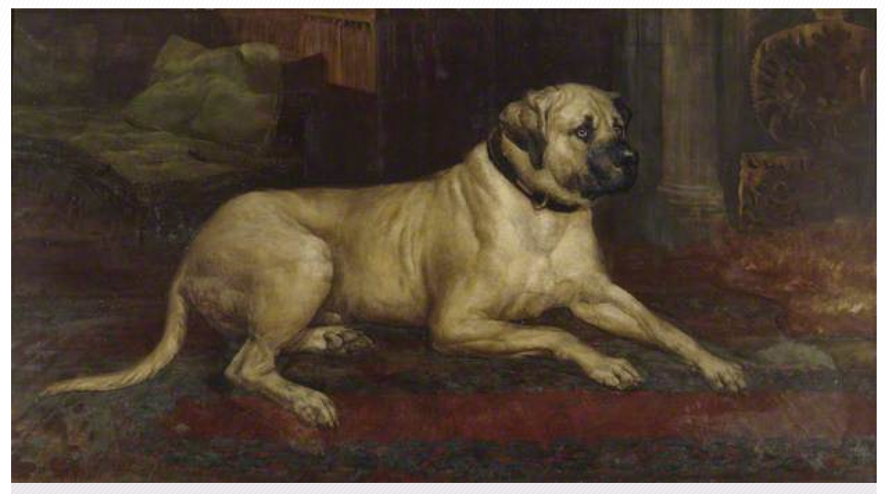 Mastiff,Lymes Mastiff,dog,purebred dog,Battle of Agincourt