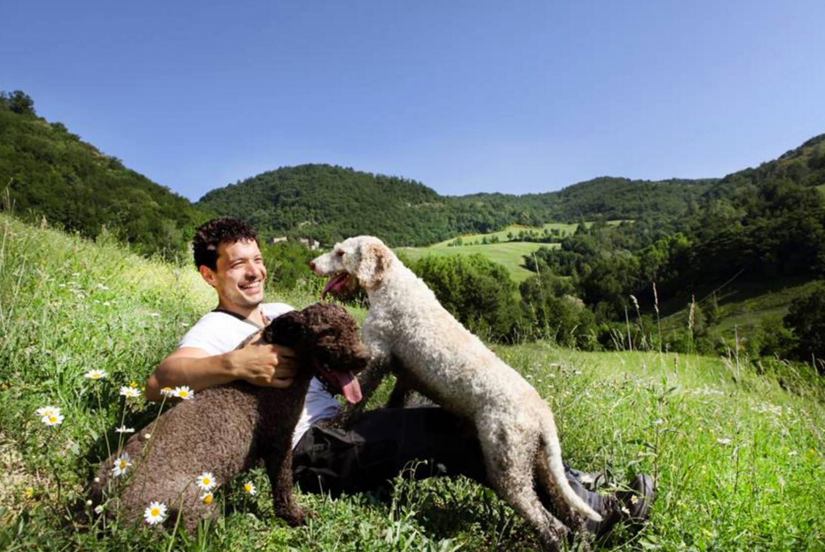 Lagotto Romagnolo,truffle,dogs,purebred dog,