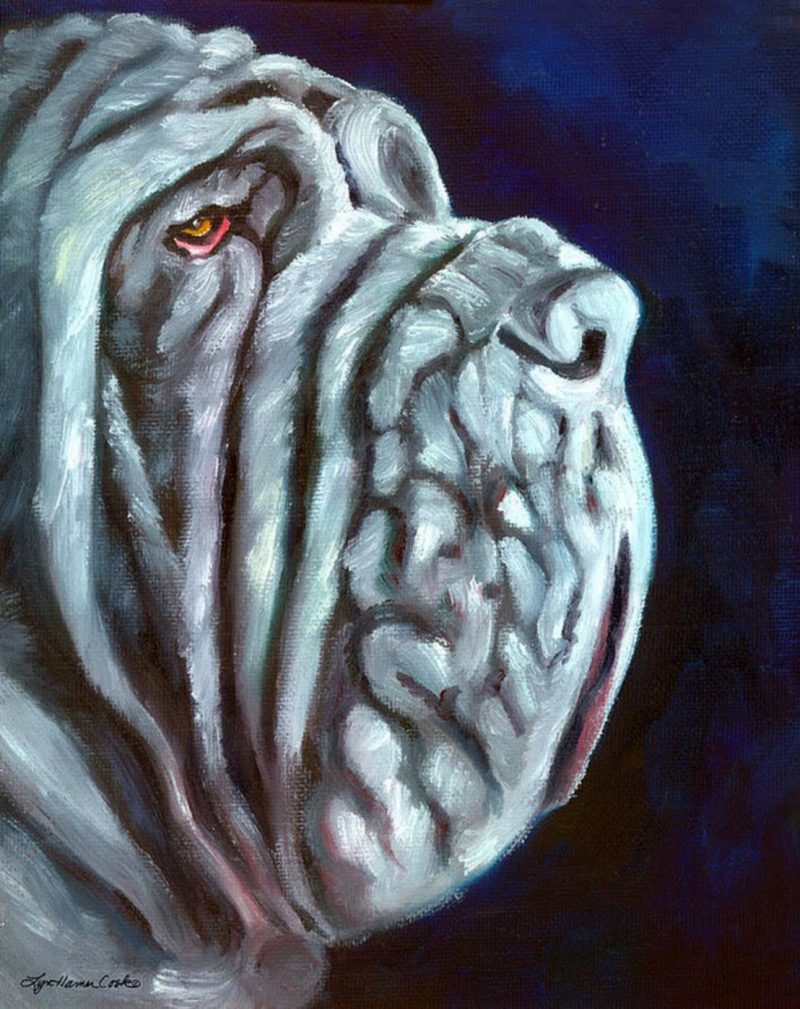 Neapolitan Mastiff,dogs,purebred dog,head,structure,type,breed standard