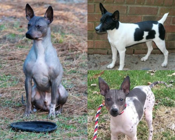 A Snippet of American Hairless Terrier History