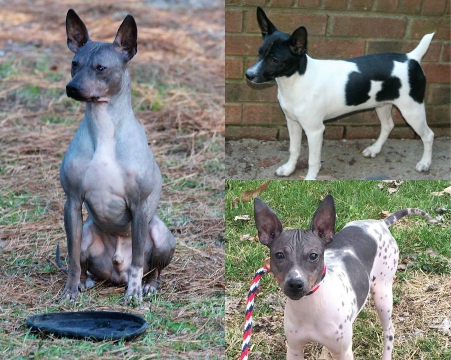Rat Terrier,Josephine,American Hairless Terrier,hairless,coat,dogs,purebred dogs,Edwin and Willie Scott