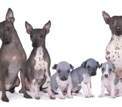 Rat Terrier,Josephine,American Hairless Terrier,hairless,coat,dogs,purebred dogs,Edwin and Willie Scott, AHT, American Hairless Terrier