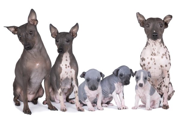 Rat Terrier,Josephine,American Hairless Terrier,hairless,coat,dogs,purebred dogs,Edwin and Willie Scott, AHT, American Hairless Terrier
