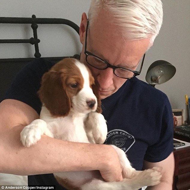 Anderson Cooper,Celebrity ownerX Dog,Purebred Dog,Welsh Springer Spaniel