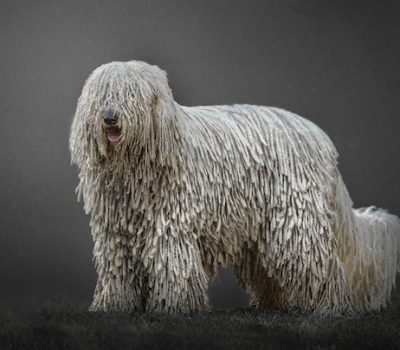 Komondor,corded dog,dog,purebred dog,Hungarian,Cuman