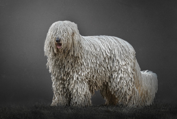 Komondor,corded dog,dog,purebred dog,Hungarian,Cuman