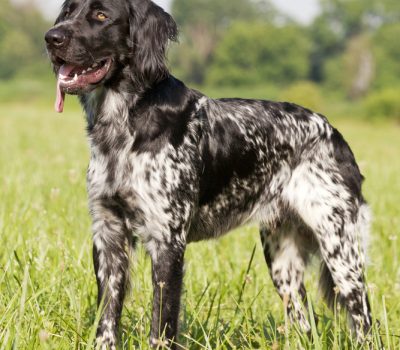 Large Münsterländer,German Long-haired Pointer,dogs,pointer,purebred dog,Grosser Münsterländer