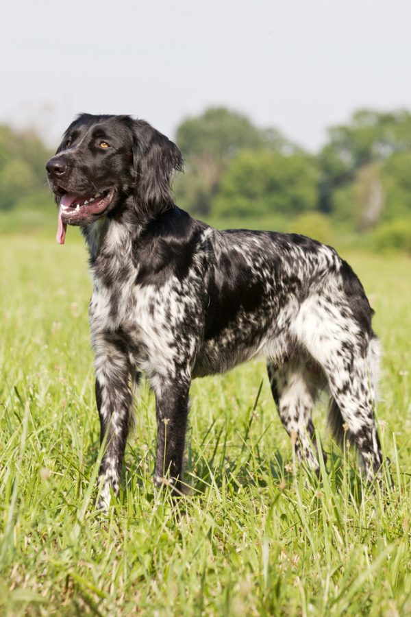 Large Münsterländer,German Long-haired Pointer,dogs,pointer,purebred dog,Grosser Münsterländer