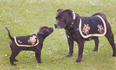 Staffordshire Bull Terrier,Bully,mascot,military dog,Watchman V,Watchman IV,dogs,purebred dog
