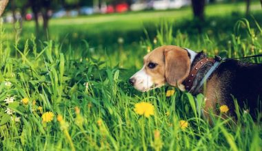 The Split Dog,Beagle,legend, calling of the dog