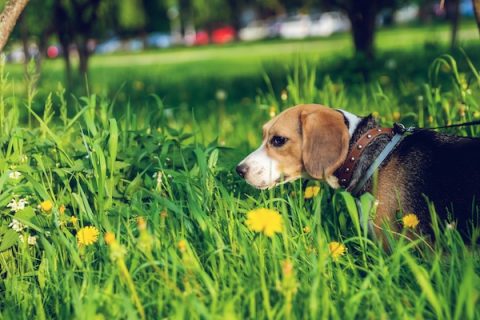 The Split Dog,Beagle,legend, calling of the dog