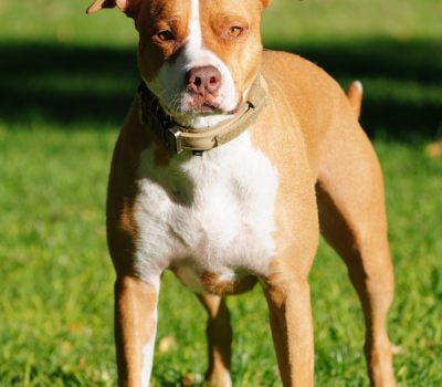 Pit Bull Terrier,police dog,dogs,purebred dog,bully,