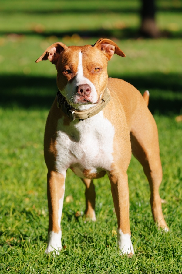 Pit Bull Terrier,police dog,dogs,purebred dog,bully,