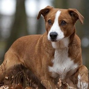 Austrian Shorthaired Pinscher,austrian pinscher,german pinscher,purebred dog,Österreichischer Pinscher