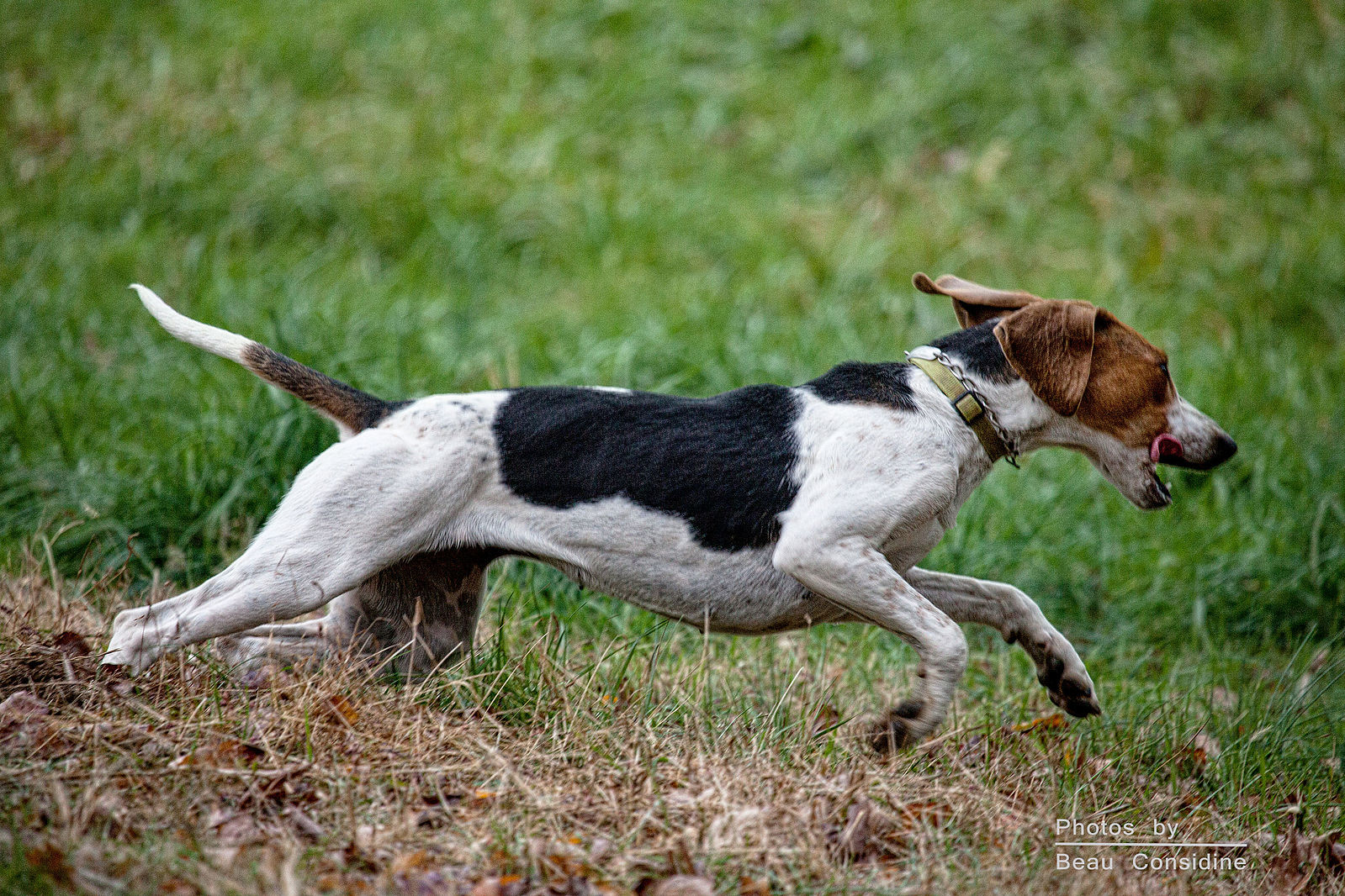 Masters of Foxhounds,Foxhounds,Penn-Marydel Hound,hunt,Southern Hound,Gascon Hound