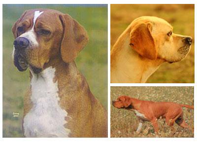 Portuguese Pointer,pointer,English pointer,dogs,purebred dog, hunting dog