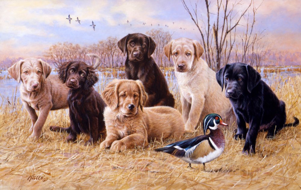 Labrador Retriever,Weimaraner,color,purebred dogs,dogs