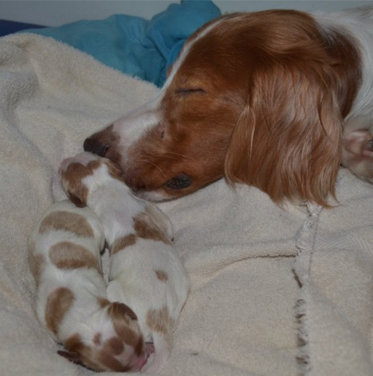 Irish Red and White Setter,breeders,breeding,dogs,purebred dogs,national purebred dog day