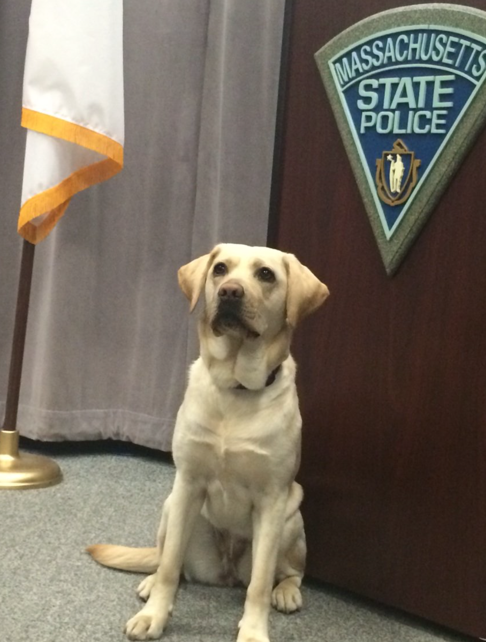 Massachusetts State Police,labrador retriever,bomb sniffing dog,police dog,