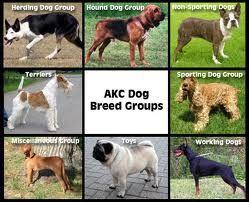 how many akc dog breeds are there