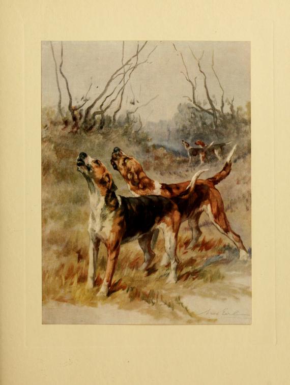 Treeing Walker Coonhound,coonhound,people's choice,foxhound,purebred dog