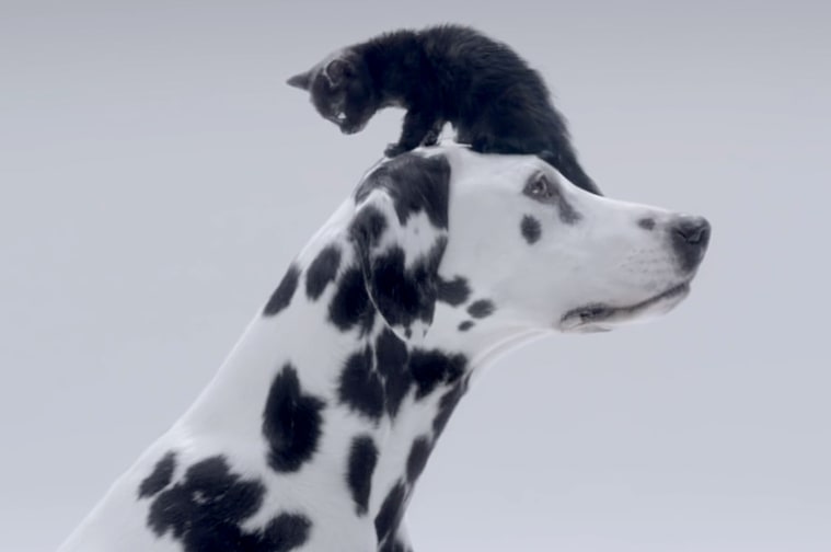 Dalmatian,cancer,dogs,purebred dog,La Roche-Posay