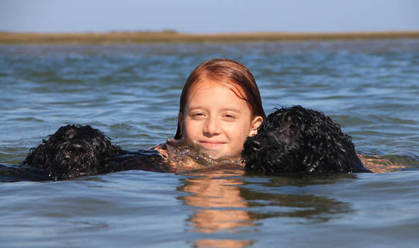 Portuguese Water Dog,dogs,Conrad Algarve,purebred dog,