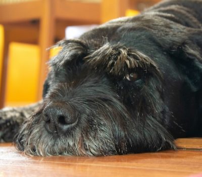 Giant Schnauzer,Standard Schnauzer,Great Dane, dogs, purebred dogs, Munchener Dog